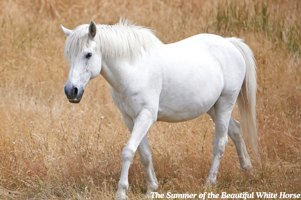 The Summer of the Beautiful White Horse